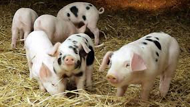 科技優化的畜牧業