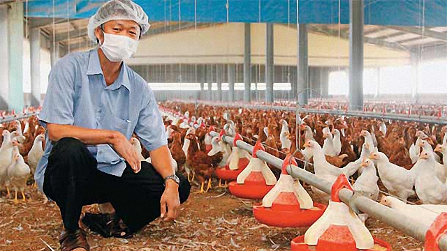 科技優化的畜牧業