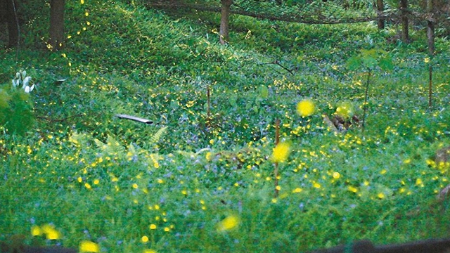 經濟與生態的台灣林業