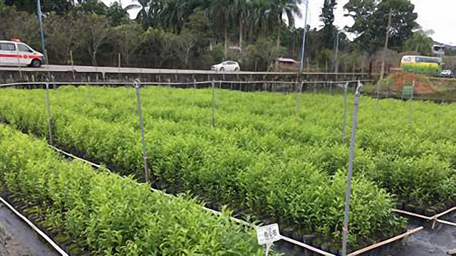 經濟與生態的台灣林業