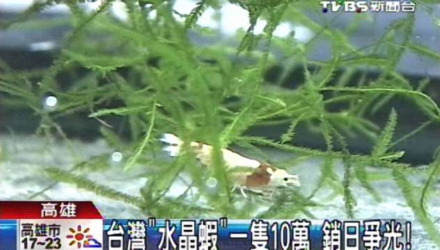 科技創新的台灣漁業