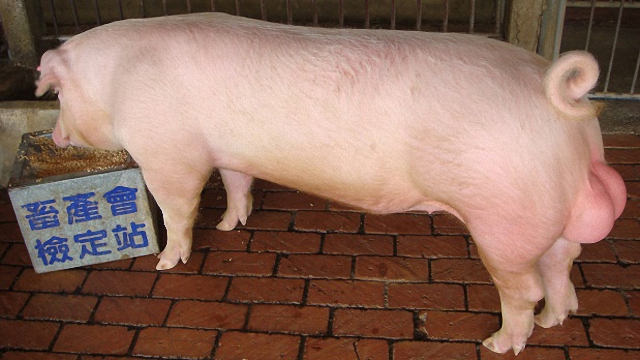 科技優化的畜牧業