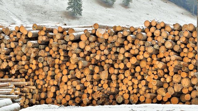 經濟與生態的台灣林業