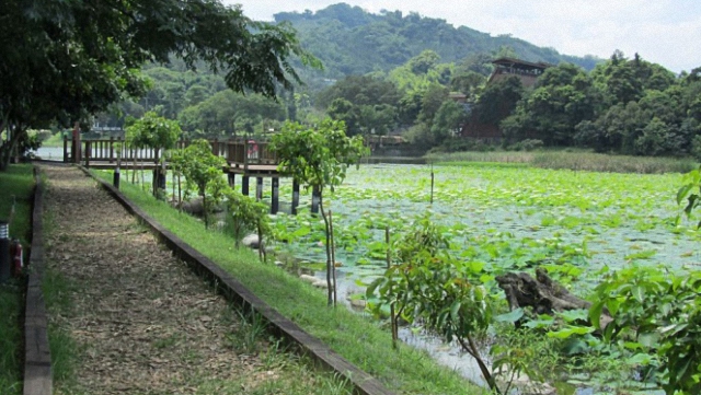 經濟與生態的台灣林業