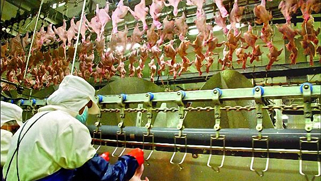 科技優化的畜牧業