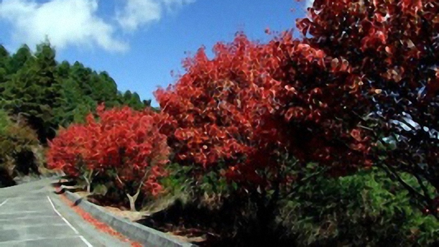 經濟與生態的台灣林業